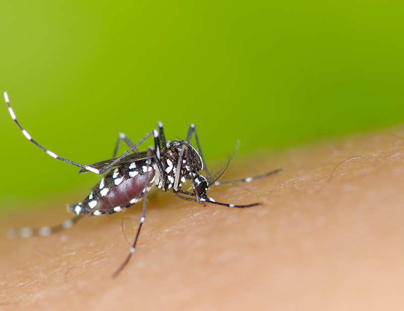  Audiência discutirá possibilidade de aborto para gestantes com zika